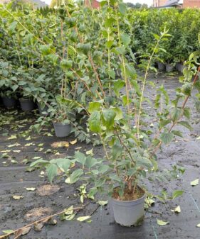Philadelphus coronarius