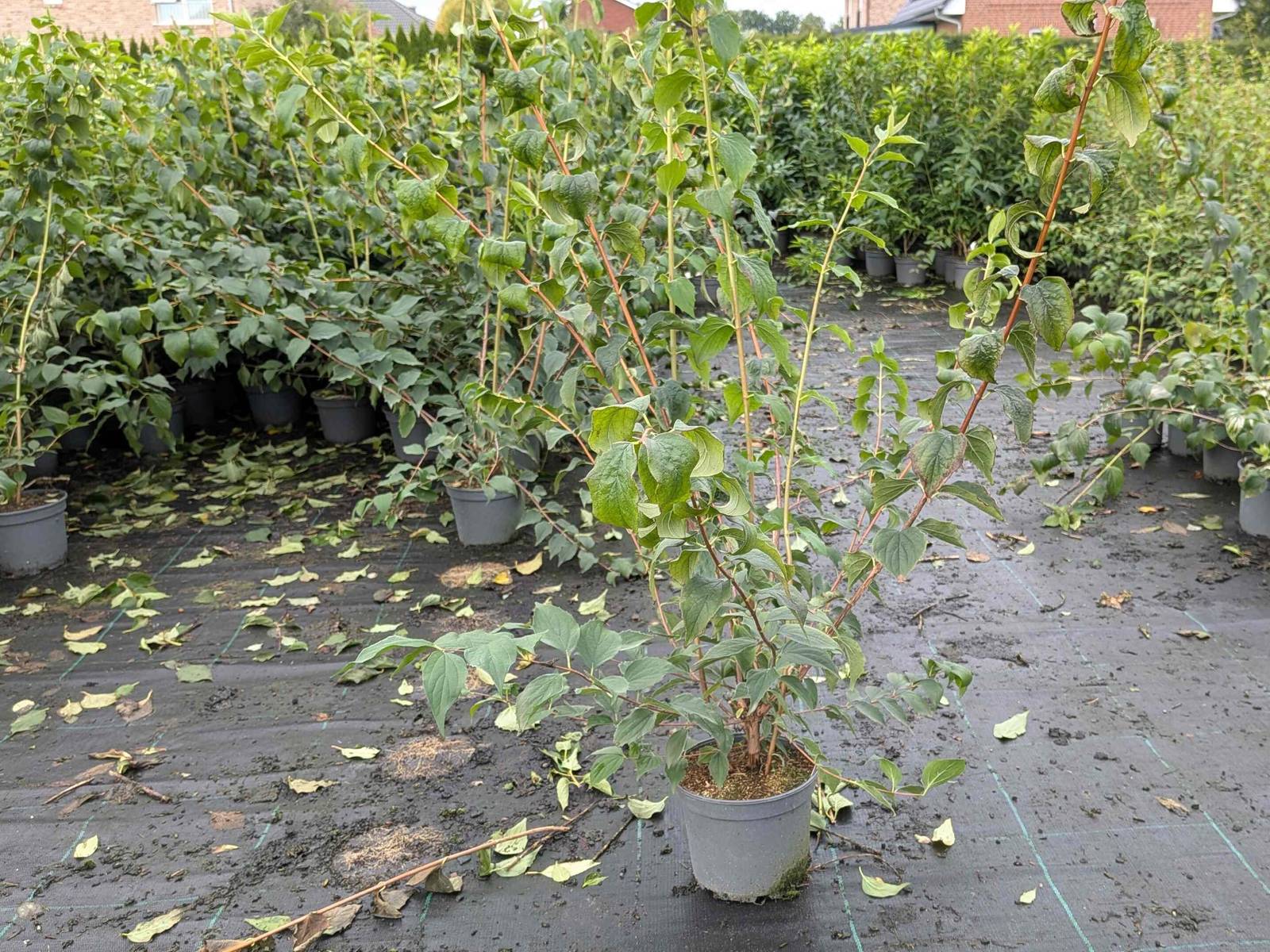 Philadelphus coronarius