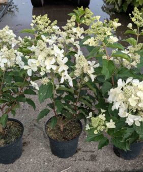 Hydrangea panic. ‚Kyushu‘