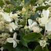 Hydrangea panic. ‚Kyushu‘