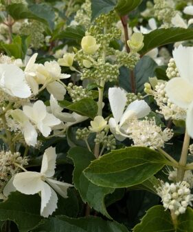 Hydrangea panic. ‚Kyushu‘