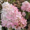 Hydrangea panic. ‚Vanille-Fraise‘