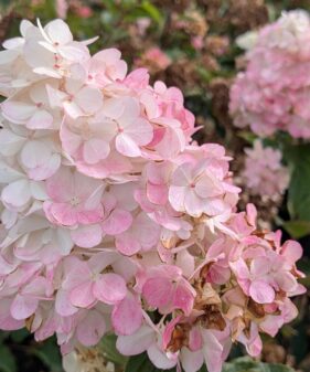 Hydrangea panic. ‚Vanille-Fraise‘