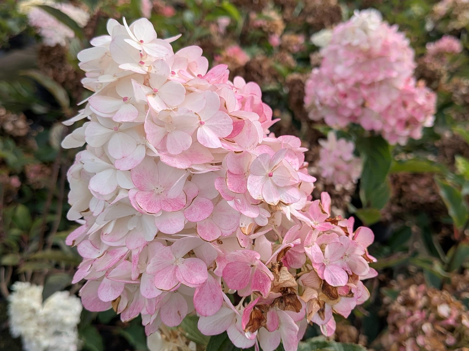 Hydrangea panic. ‚Vanille-Fraise‘