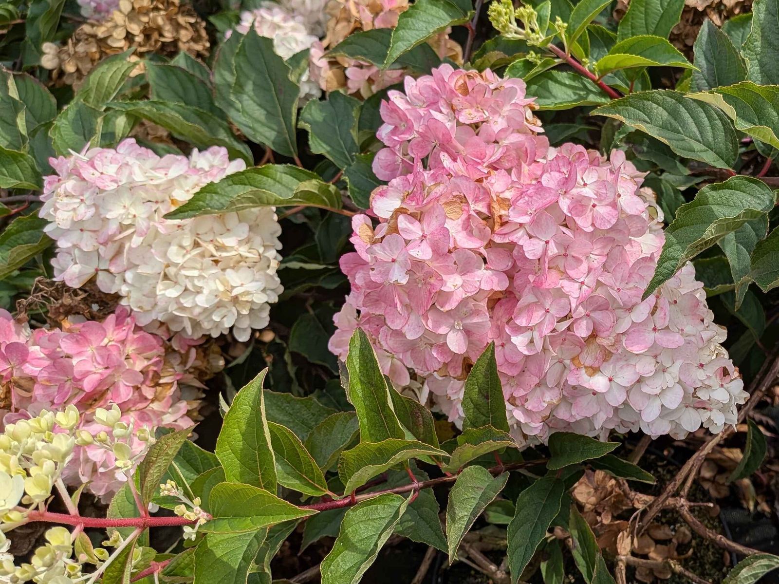 Hydrangea panic. ‚Vanille-Fraise‘