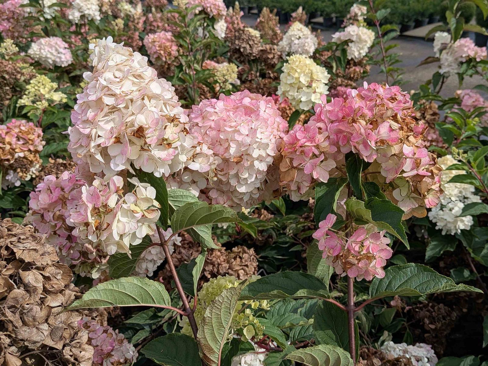 Hydrangea panic. ‚Vanille-Fraise‘
