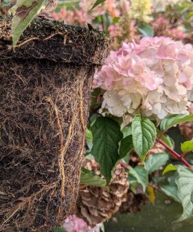 Rispenhortensie ‚Vanille Fraise‘, 40–60 cm: durchwurzelter Topfballen aus dem 5-Liter-Topf Hydrangea panic. ‚Vanille-Fraise‘