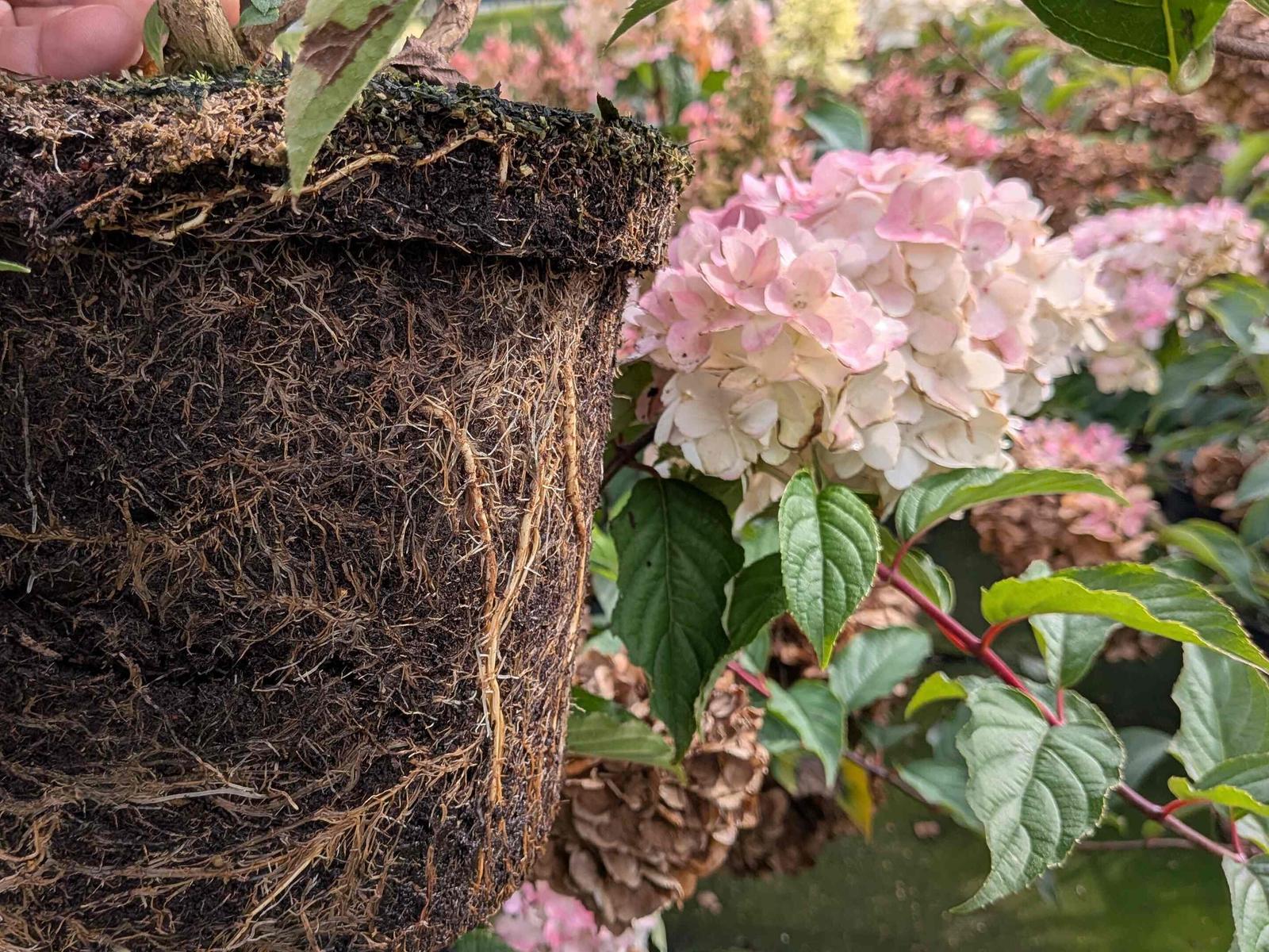 Hydrangea panic. ‚Vanille-Fraise‘