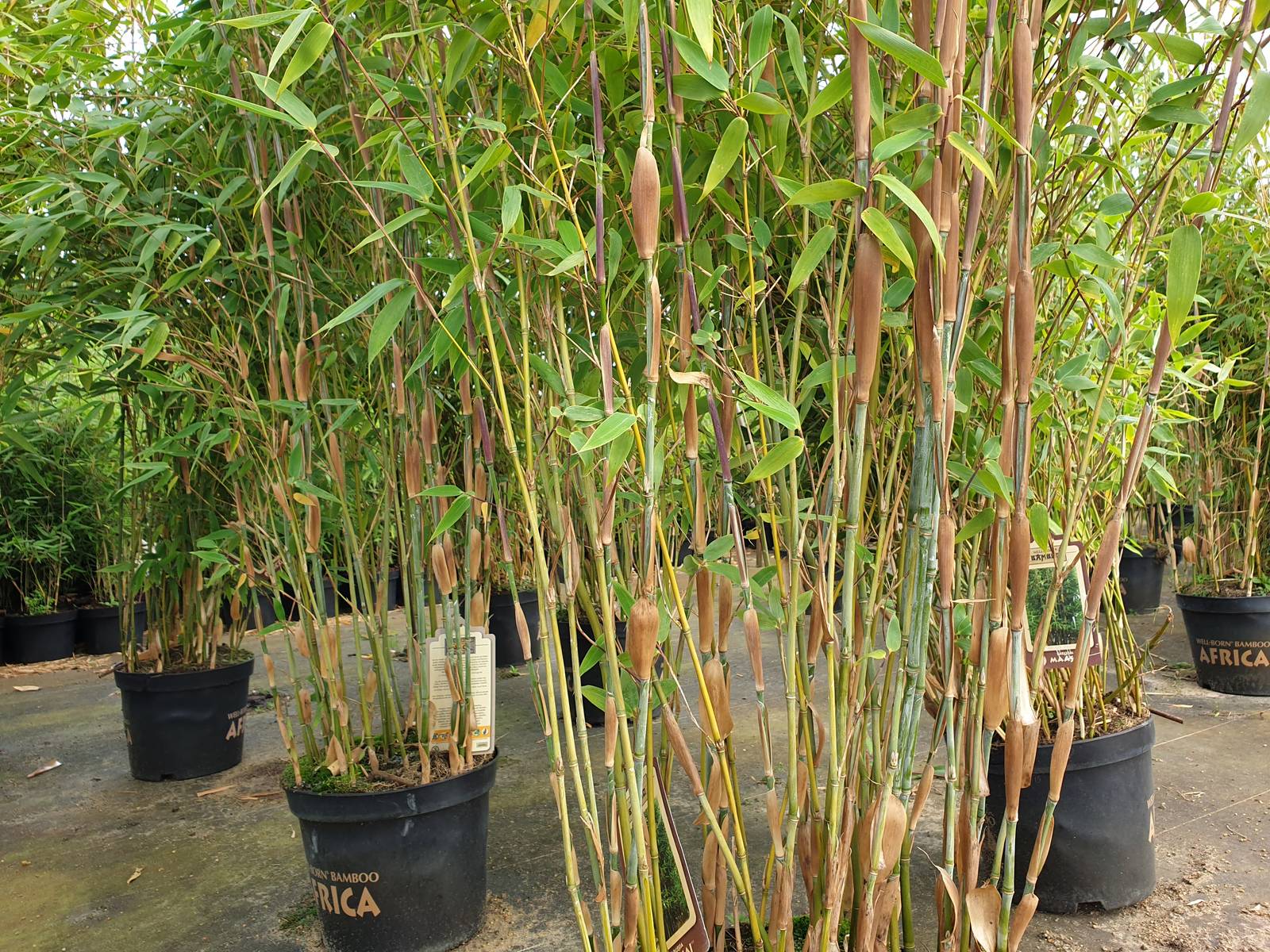 Fargesia Massai