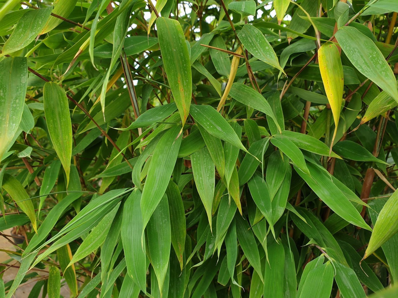 Fargesia Massai