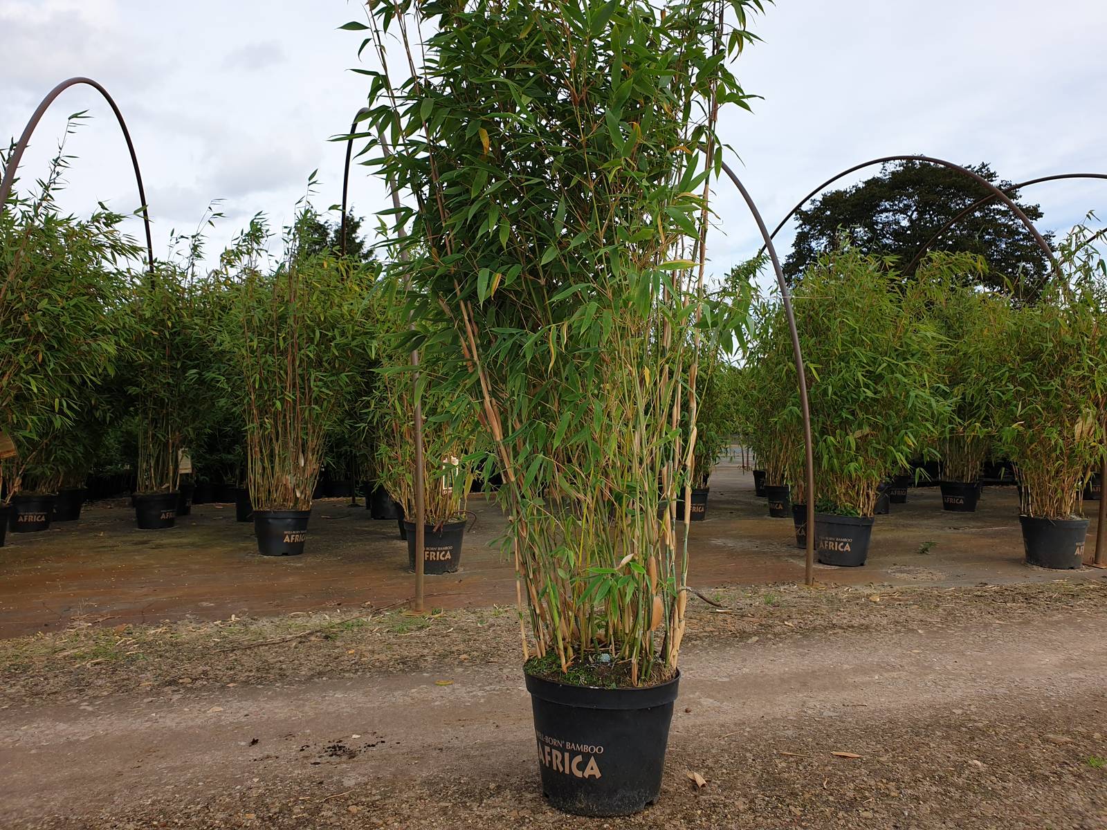 Fargesia Massai