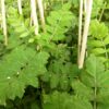 Sorbus domestica