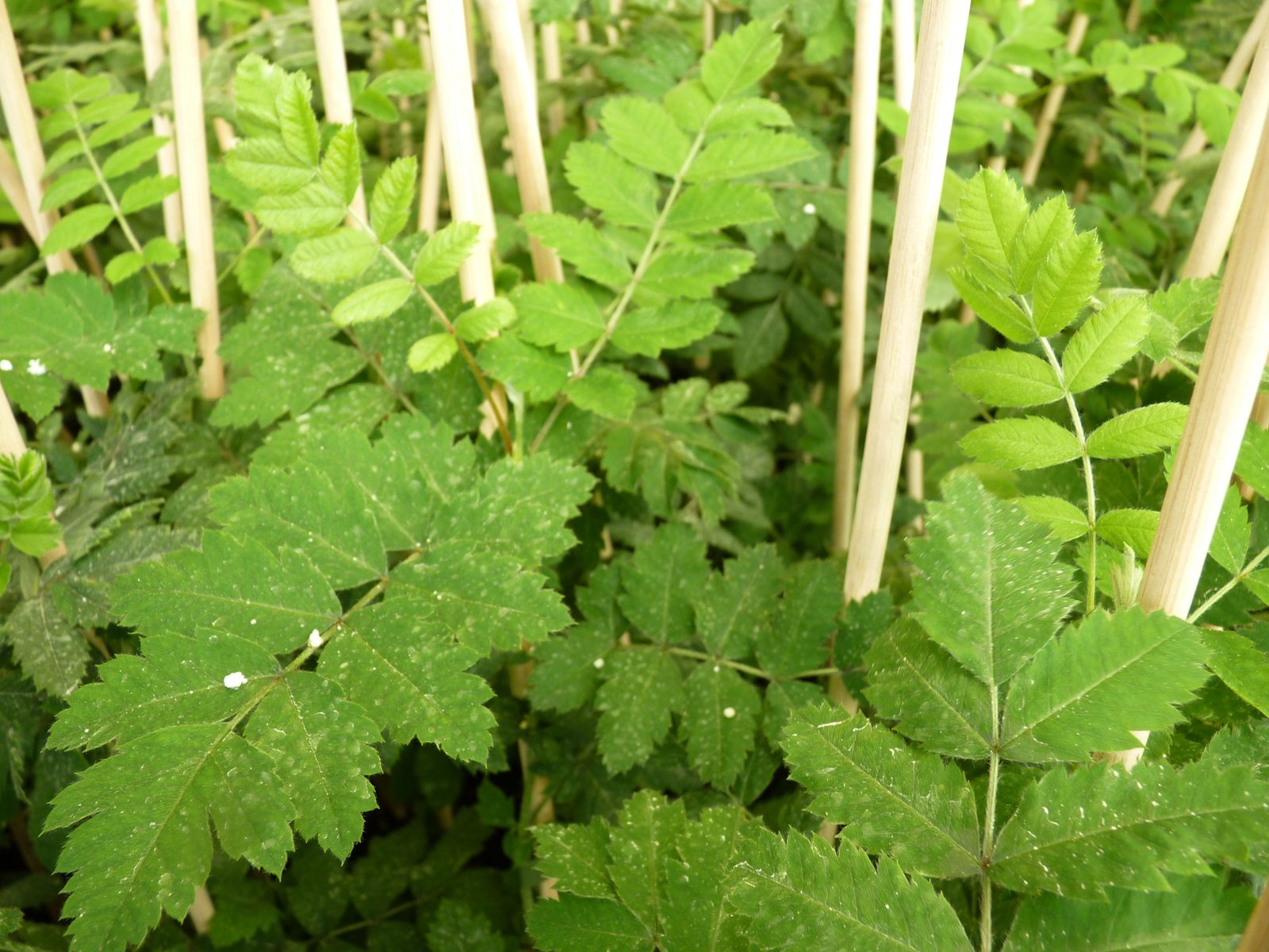 Sorbus domestica