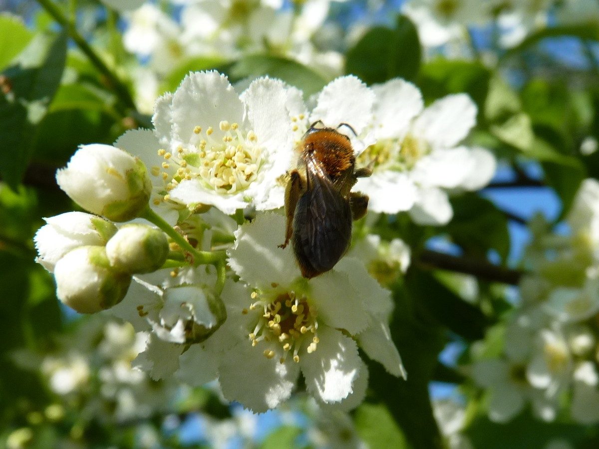 Prunus padus