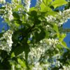 Prunus padus