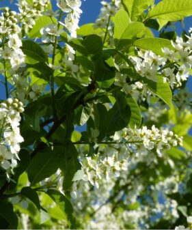 Prunus padus