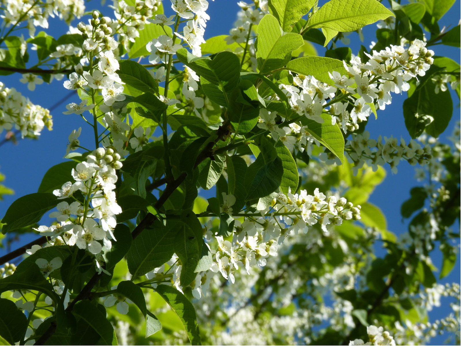 Prunus padus