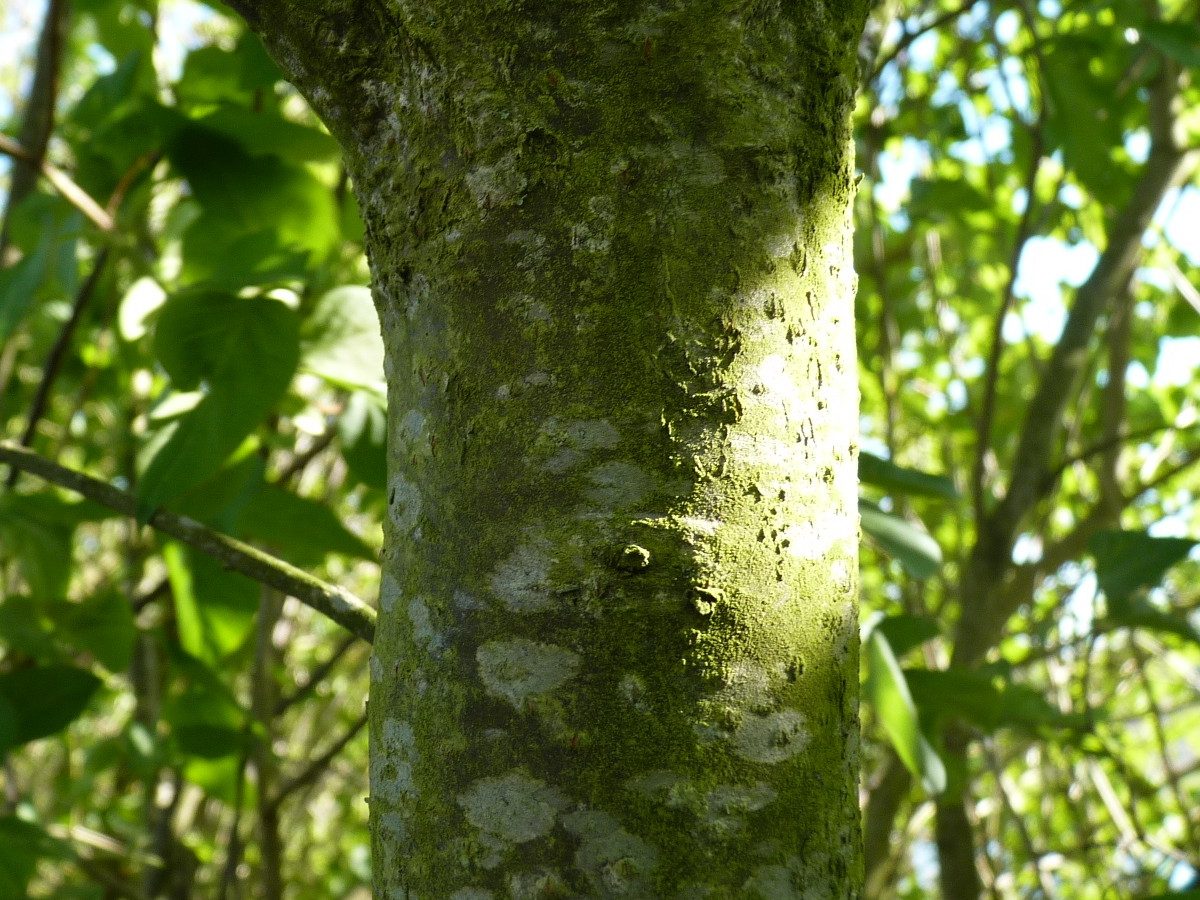 Prunus padus
