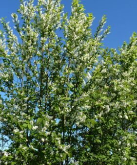 Prunus padus