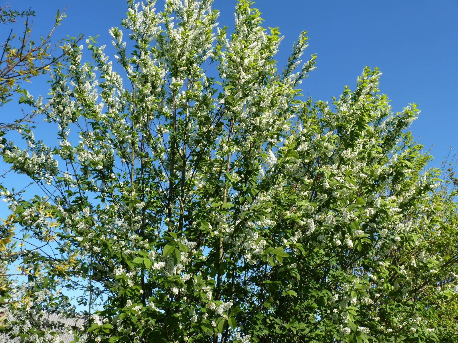 Prunus padus
