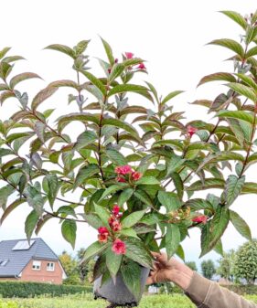 Weigela ‚Bristol ruby‘