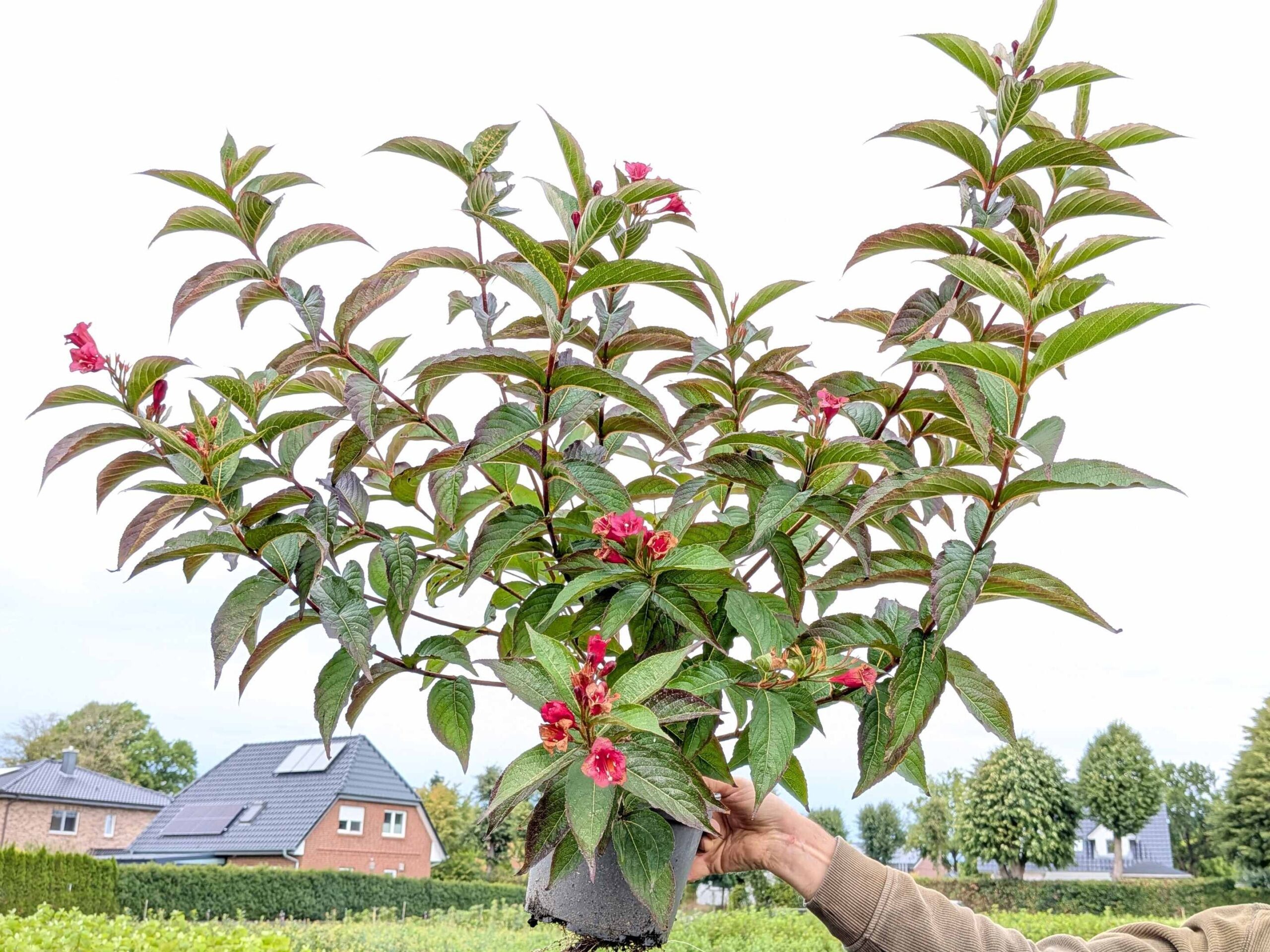 Weigela ‚Bristol ruby‘