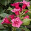 Weigela ‚Bristol ruby‘