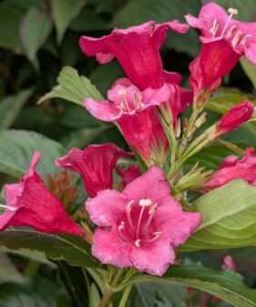 Weigela ‚Bristol ruby‘