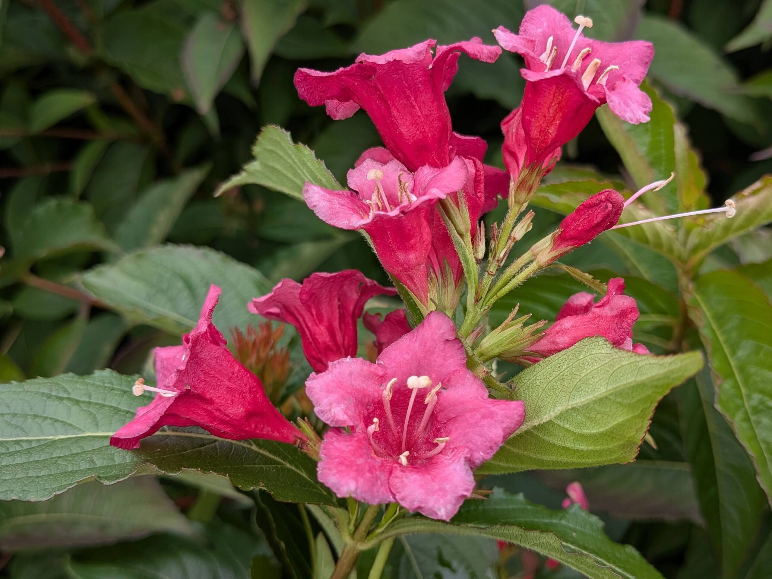 Weigela ‚Bristol ruby‘