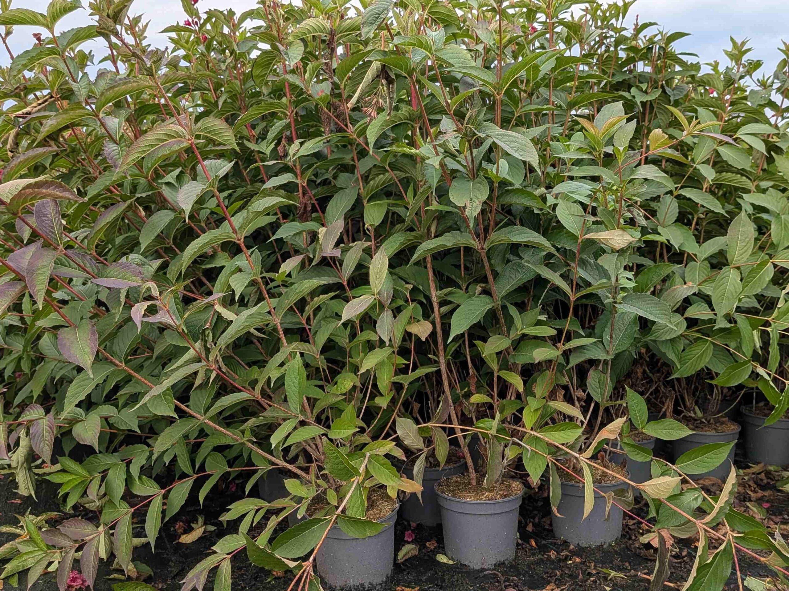 Weigela ‚Bristol ruby‘