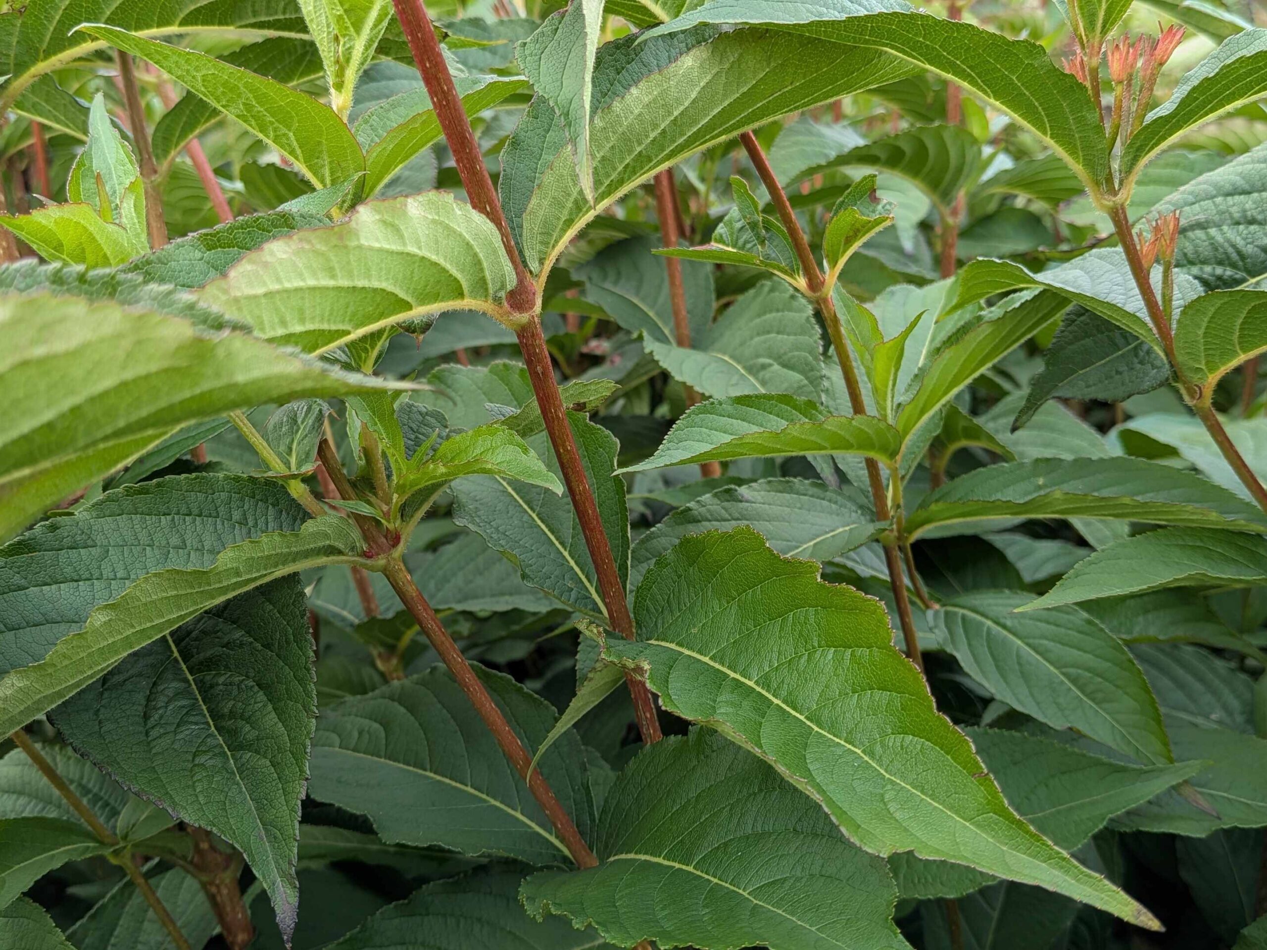 Weigela ‚Bristol ruby‘