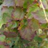Parthenocissus tric. ‚Veitchii‘, ab 2 Tr.