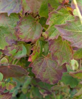Parthenocissus tric. ‚Veitchii‘, ab 2 Tr.