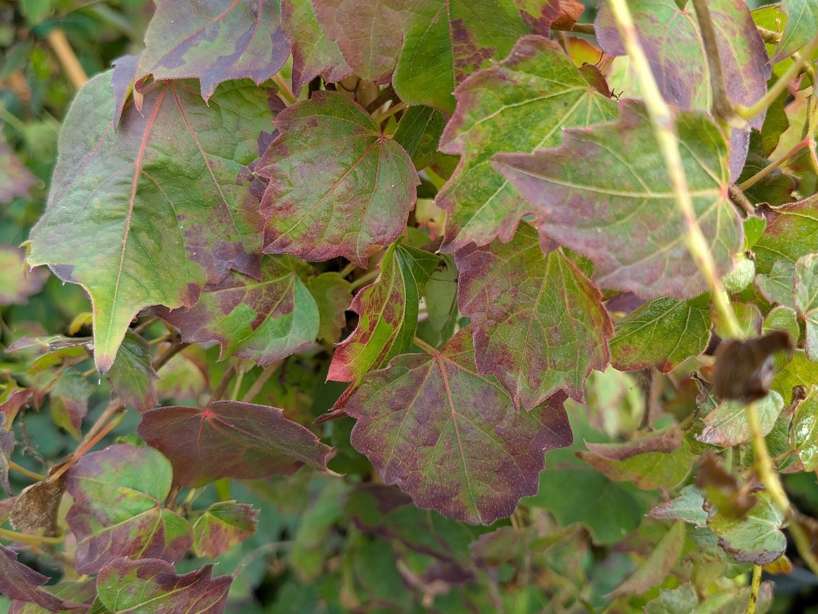 Parthenocissus tric. ‚Veitchii‘, ab 2 Tr.
