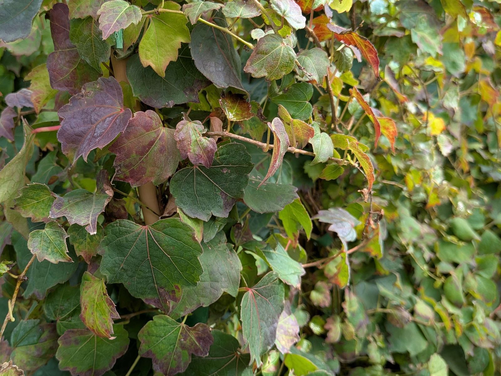 Parthenocissus tric. ‚Veitchii‘, ab 2 Tr.