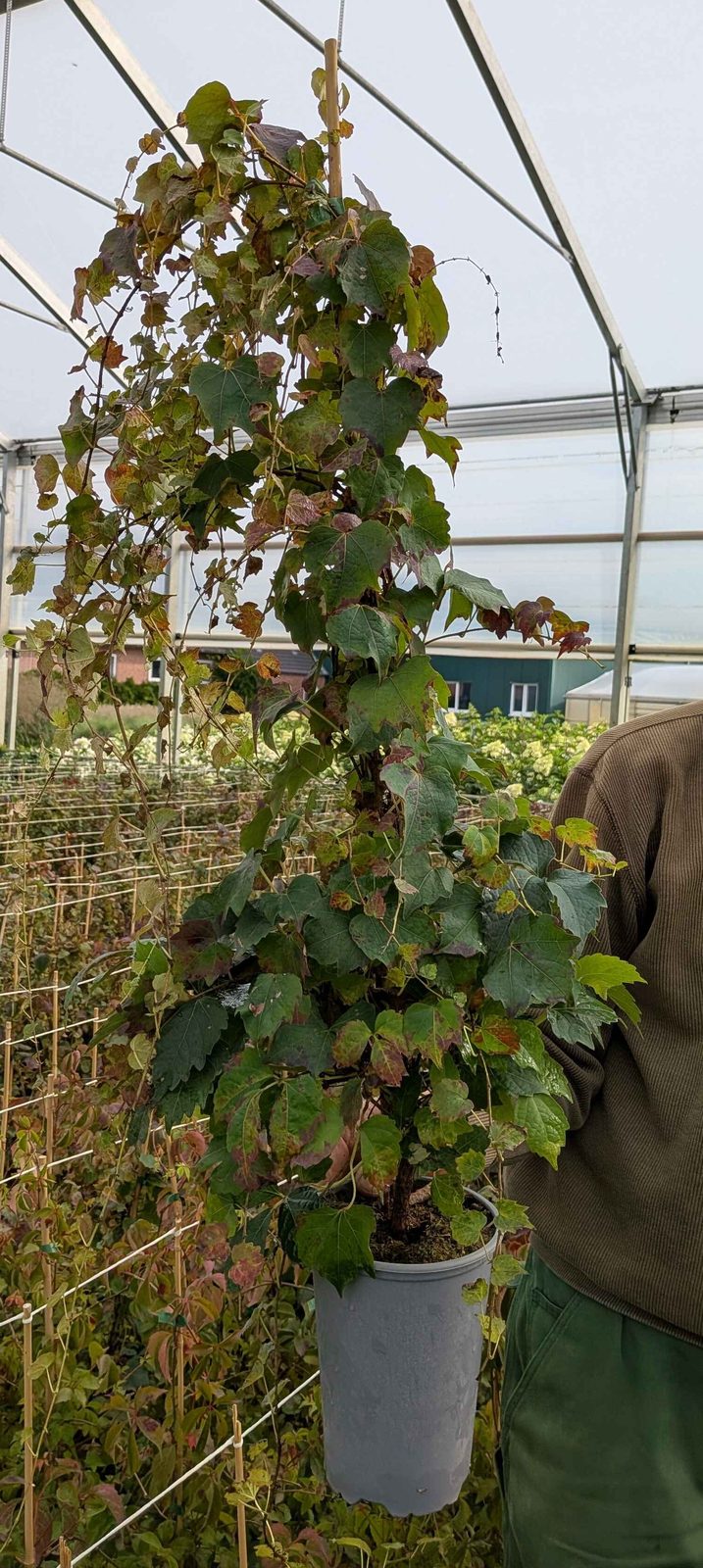 Parthenocissus tric. ‚Veitchii‘, ab 2 Tr.