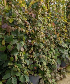 Parthenocissus tric. ‚Veitchii‘, ab 2 Tr.