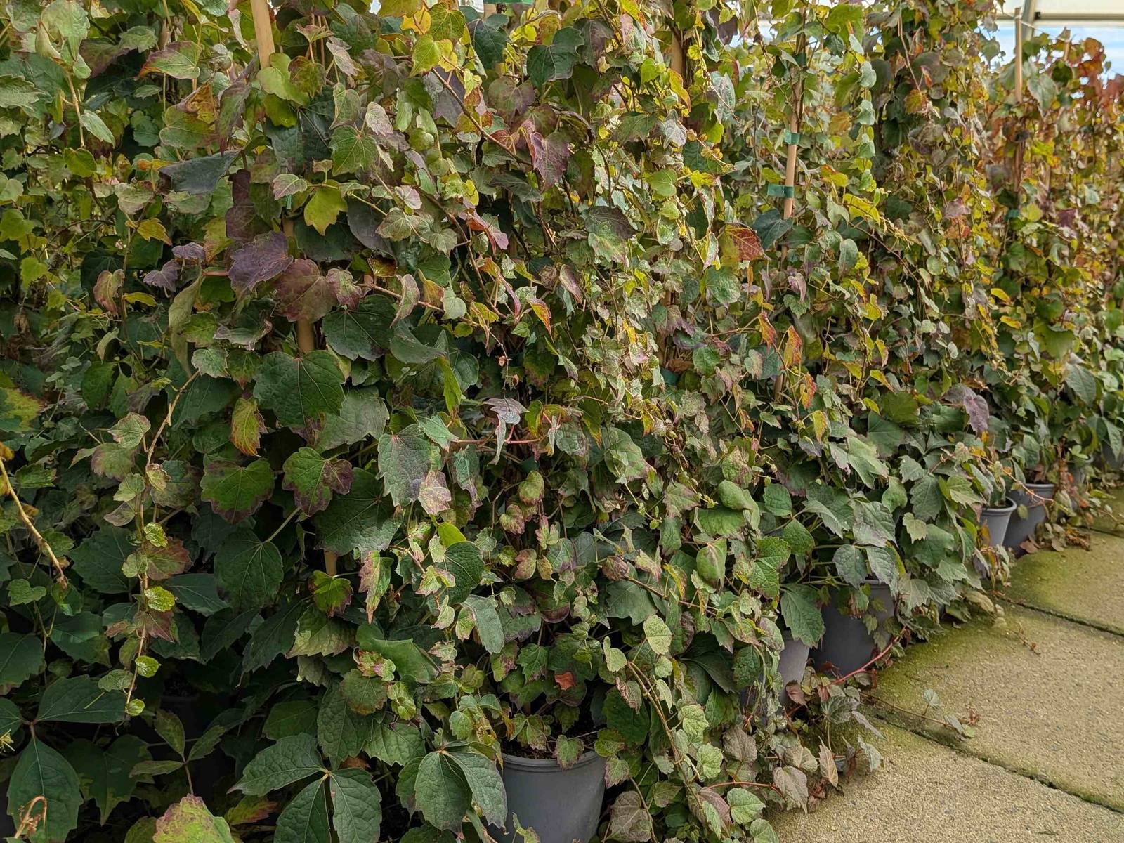 Parthenocissus tric. ‚Veitchii‘, ab 2 Tr.